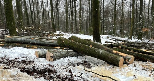 Det blir både timmer och massaved efter denna åtgärd.