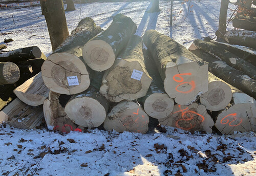 En del övergrovt och sämre kvalitet, men även en hel del fina stockar.