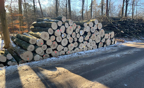 Här finne en hel del fina stockar.