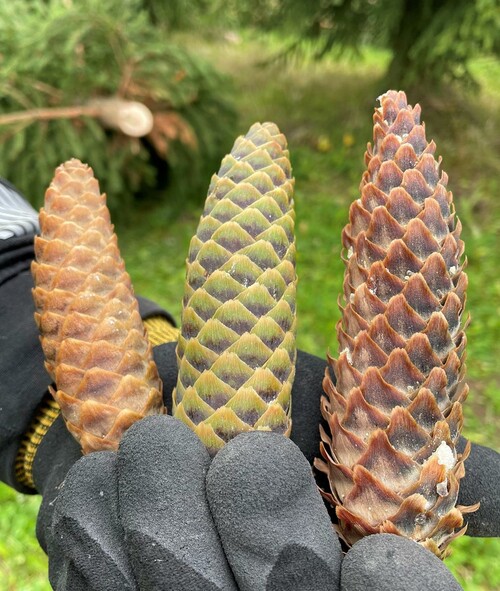 Tredje generationens grankottar.