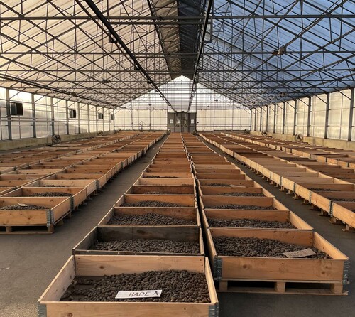 Kottarna eftermognar i växthus.