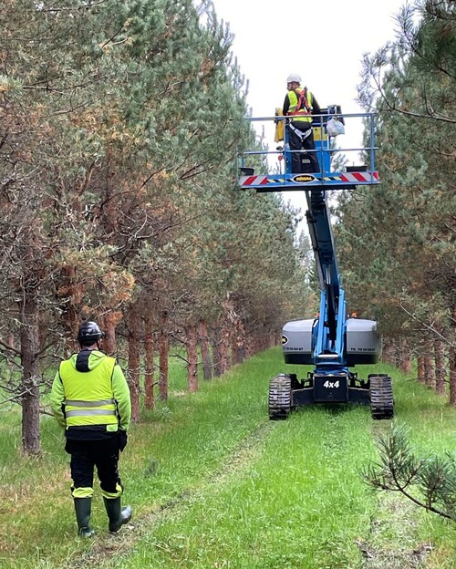 Så här ser det ut när personalen plockar tallkottar för hand.