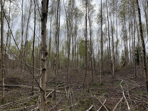 Klassiskt exempel på en försenad ungskogsröjning. Långa, väldigt slanka stammar och betydligt mindre än halva trädhöjden har grönkrona.