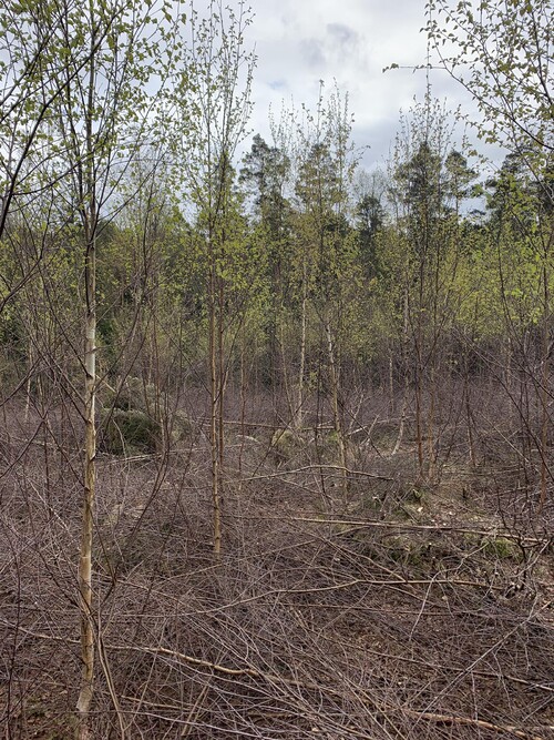 Ett bestånd som är röjt i tid. Här har inte längden på träden hunnit sticka iväg innan stammarna blivit friställda.