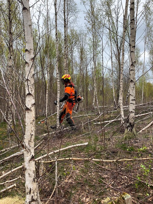 Här fanns varierande utbud av stamgrovlek, då friställer man främst de grövre stammarna och röjer bort de mindre.