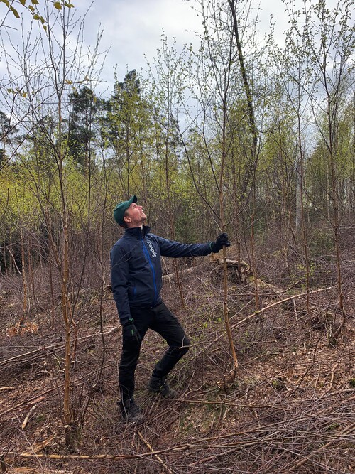 Det är viktigt att ha koll på att kronorna har fritt utrymme för att kunna utvecklas.