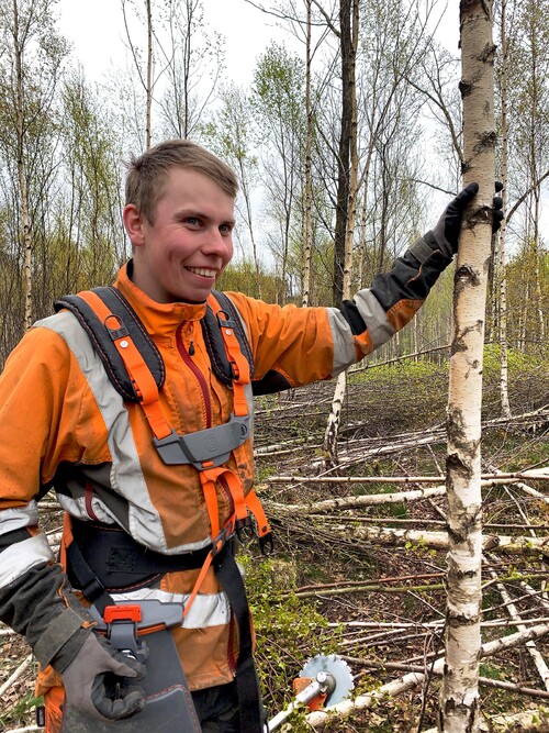 För att få ett livskraftigt bestånd måste kronorna friställas, konstaterar Fabian Gunnarsson, som tillsammans med sin bror Freddy har anlitats för den här ungskogsröjningen av björk.