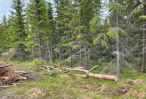 Bra resultat i årets i årets externa revision, men det finns områden som vi kan jobba med. Ett exempel är att lämna några grövre toppar på hygget vid uttag av grot.