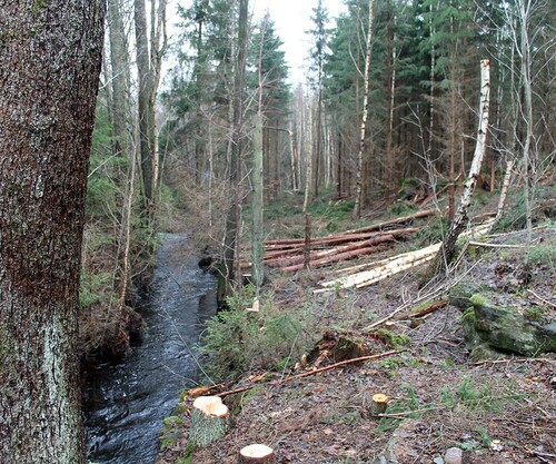 Vid förstagallring har man tagit bort alla granar längs med ån för att en kantzon av löv ska kunna utvecklas inför kommande avverkningar. Foto: Niklas Fogdestam