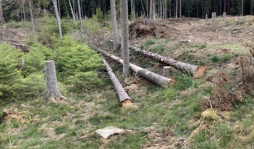 Bra exempel på samlad hänsyn. De döda träden utgjorde en fara så de fälldes och lades tillsammans med övrig lämnad hänsyn. Foto: Per Jonsson