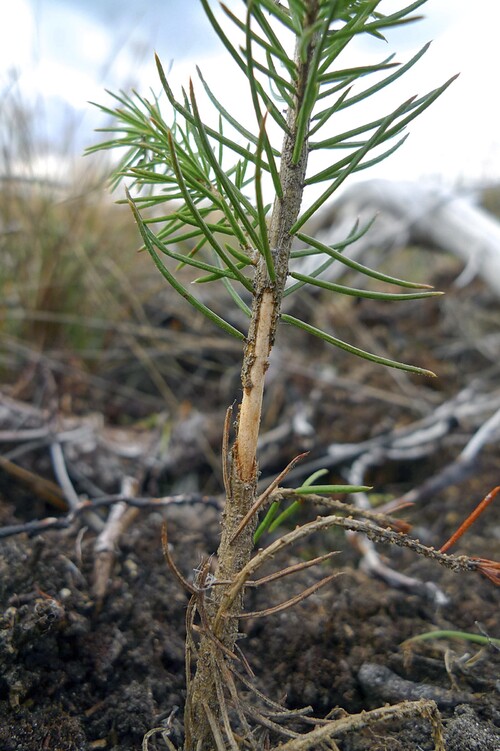 Den vuxna snytbaggen äter av barken på barrplantorna. Plantorna kan då ringbarkas eller få så allvarliga skador att de dör. Foto: Claes Hellqvist