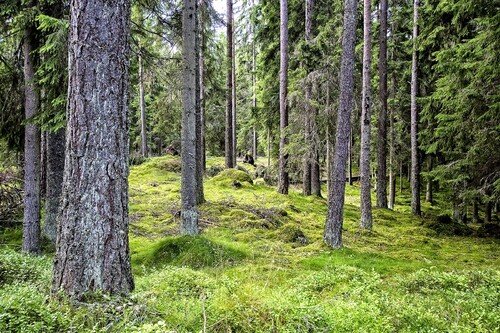 Både nanocellulosa och biokompositer som i grunden kommer från din skog kan användas i en mängd olika produkter; livsmedelsförpackningar, vätskeförpackningar, förpackningar för snabbmats- och take awayprodukter, specialpapper, barriärskikt, beläggningar och lim. Foto: Bosse Lindqwist