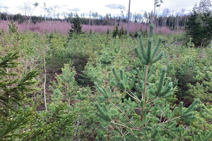 Svenarp, Glimåkra. Det är ett bestånd där jag fick fria händer av skogsägaren, även här fröträdsställning tall i början av 2010-talet däe tallen trivs. Jag har sprutat detta med Trico tre gånger.