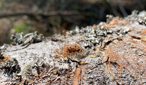 Borrmjöl på en liggande gran. Foto: Jakob Karlsson.