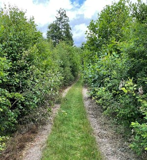 Såhär kan det se ut ibland. Vägen är oröjd och framkomligheten och sikt är ytterst begränsad.