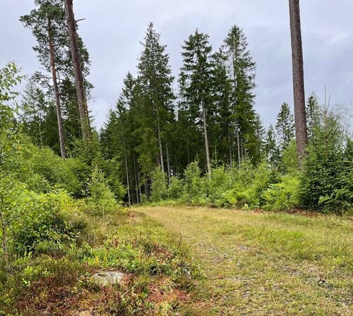 Ett exempel på hur bra det blir när vägen är väl framröjd. Ger god sikt och bra framkomlighet.