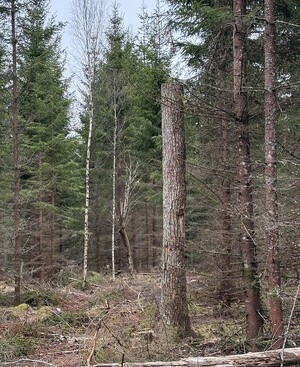 Certifieringens krav är att minst tre högstubbar eller ringbarkade träd per hektar ska skapas vid avverkning. Handlar det om ek- och bokbestånd är det minst två som gäller.