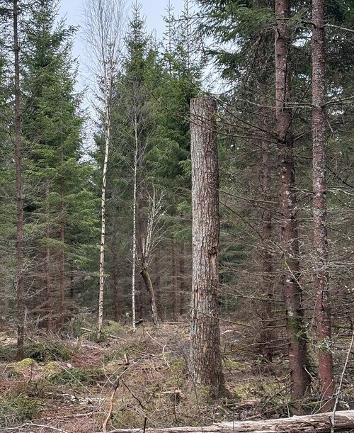 Certifieringens krav är att minst tre högstubbar eller ringbarkade träd per hektar ska skapas vid avverkning. Handlar det om ek- och bokbestånd är det minst två som gäller.