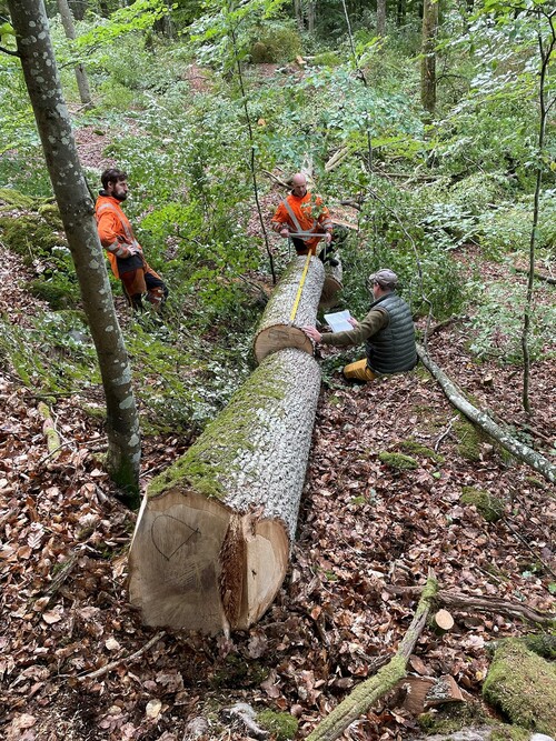 Bedömning sker om stocken är en diamantstock eller blockstock till Kährs. Trädet bedömdes ha två diamantstockar.