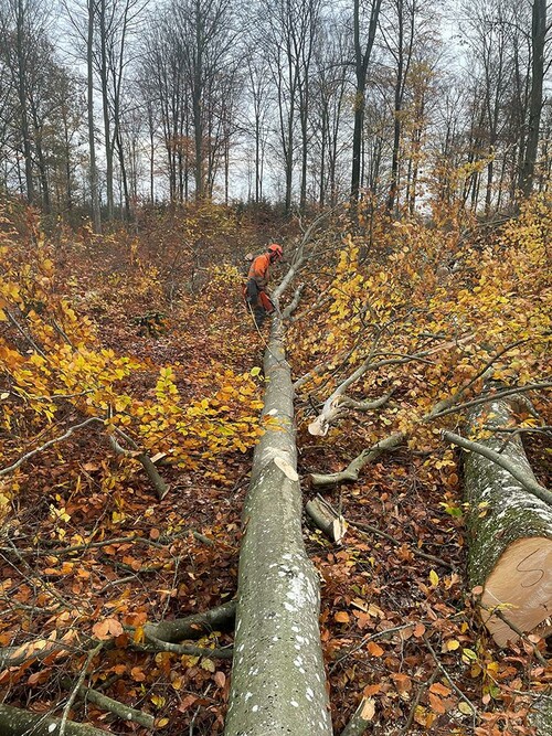 Kvistning av bok under hösten.