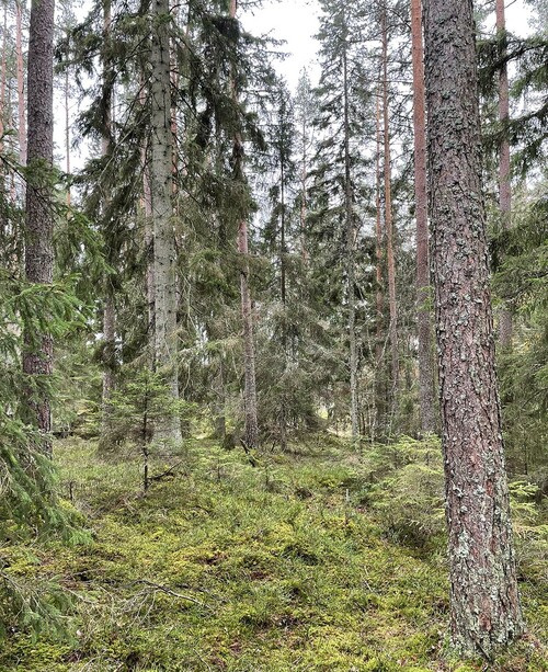Så här kan en skog se ut som har gallrats med blädningsmetod.