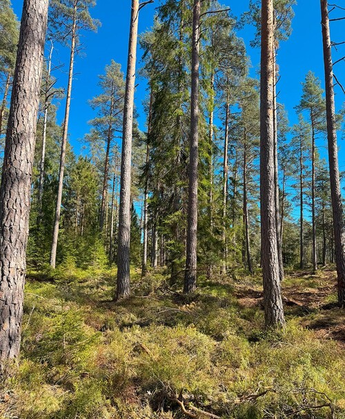 – Med den här metoden är det traditionellt trakthyggesbruk till 40 år. Efter det så gallrar man vart tionde år, säger Patrik Thure på Eka Skog. 
<BR>Foto: Erik Karlsson