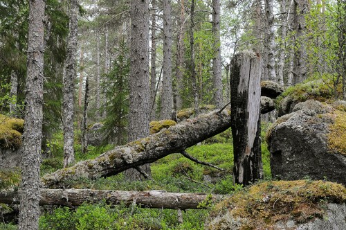 Vi behöver göra mer naturvårdande skötsel för att skydda arter, menar Linda Eriksson på Skogsindustrierna. På bilden syns Helvetesbrännan i Ånge. Det är ett naturreservat i ett brandpräglat naturskogsområde. Foto: Ola Kåren.