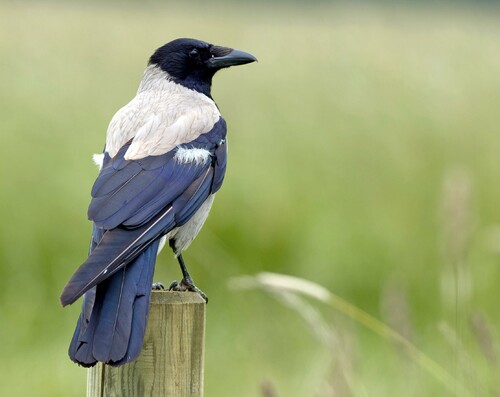 Det är inte bara sällsynta arter som kan bli rödlistade. Även vanliga arter som kråkan finns på rödlistan, eftersom populationen minskat. Foto: Torbjörn Swenelius, Toby Photos.