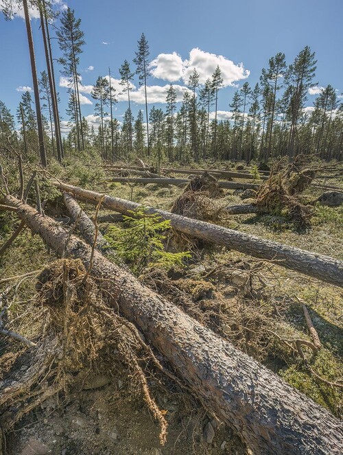 Många skogsägare har hört av sig till Stora Enso och varit oroliga för hur deras skog har drabbats.