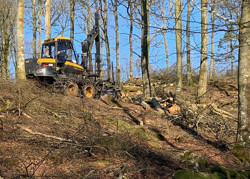 Jan Johansson skotar bokvirket  med sin Ponsse Buffalo.