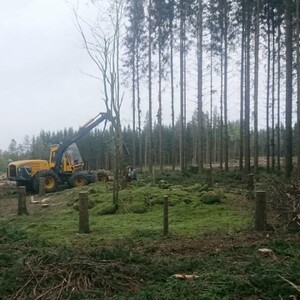 Kulturstubbar ställs kvar för att alla aktörer ska se att 