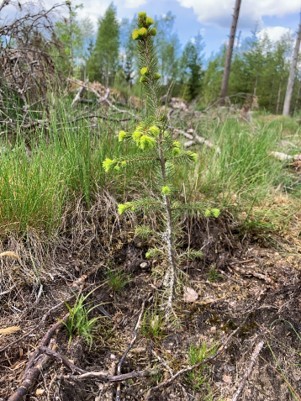 Härligt möta en frisk planta som är på väg att skjuta skott.