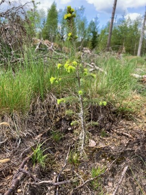 Härligt möta en frisk planta som är på väg att skjuta skott.