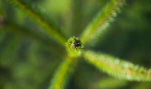 Foto: Hasse Bengtsson