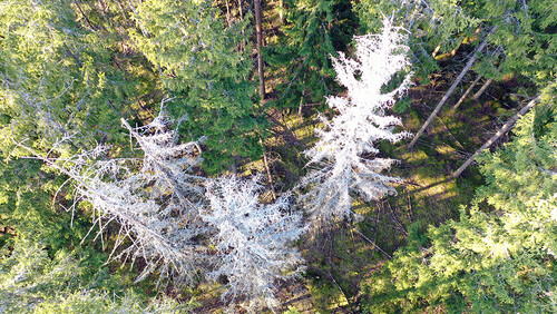 Här några döda granar som blev angripna förra våren. Dessa ska stå kvar då de inte utgör någon ökad angreppsrisk (de är ju redan torra och granbarkborrarna har lämnat dem för länge sedan). Men området runt dessa kan vara värt att leta noggrannare i efter nya angrepp när granbarkborren börjar svärma igen.