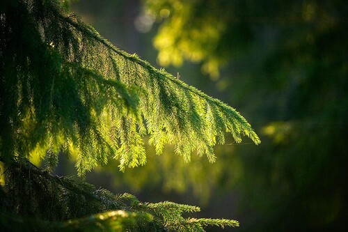 Foto: Hasse Bengtsson