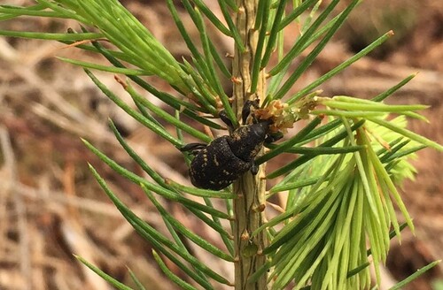 Kontrollera dina nya plantor regelbundet, inte minst med tanken på snytbaggen.