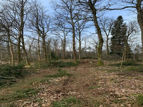 Slutresultat av naturvårdsavverkningen.