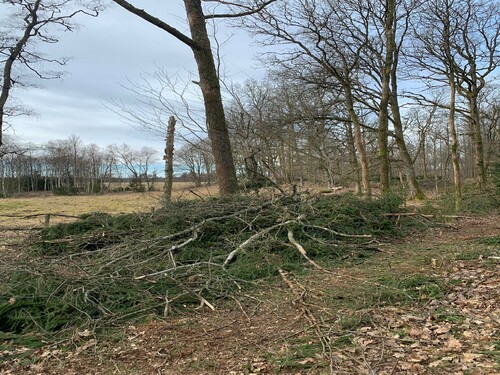 Kanten mot betesmarken, enbart grotskotning återstår.