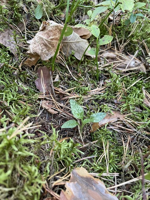 Den fridlysta och rödlistade orkidén knärot är en art som har stor inverkan i naturvärdesbedömningen.