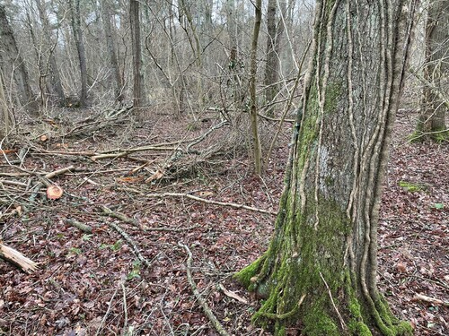 Gallring i ekområdet.