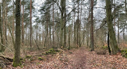 En av stigarna i området. Det till vänster om stigen har gallrats.
