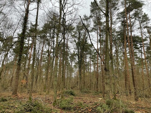 Frihuggning för att gynna och friställa gamla träd.