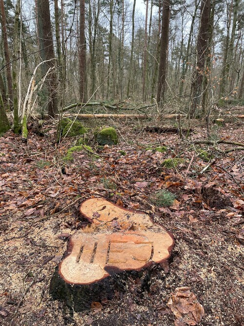 En trevlig hälsning lämnades i en stubbe.