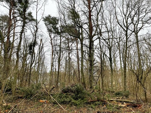 Blandskog av ek och tall där högar av grenar och toppar lämnats kvar.