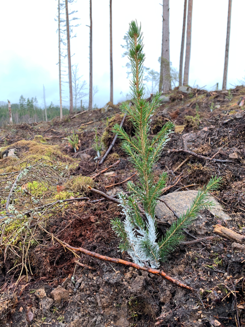 Planterad planta.