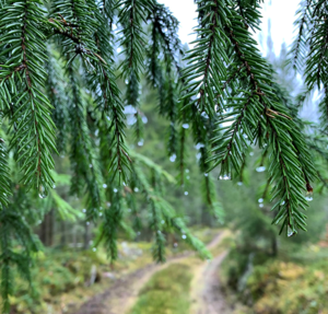 En fin bild på väg ut till hygget.