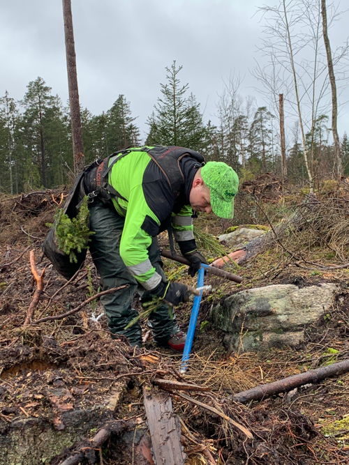 Plantören Arkadiusz Osipczuk sätter plantor.