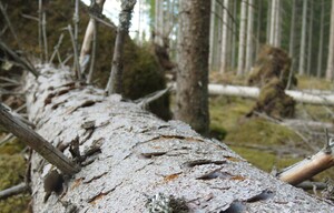 Gran som fallit med högar av borrmjöl från granbarkborren.