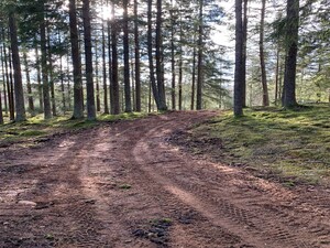 Delar av den nya vandringsleden sträcker sig genom gammalskog.